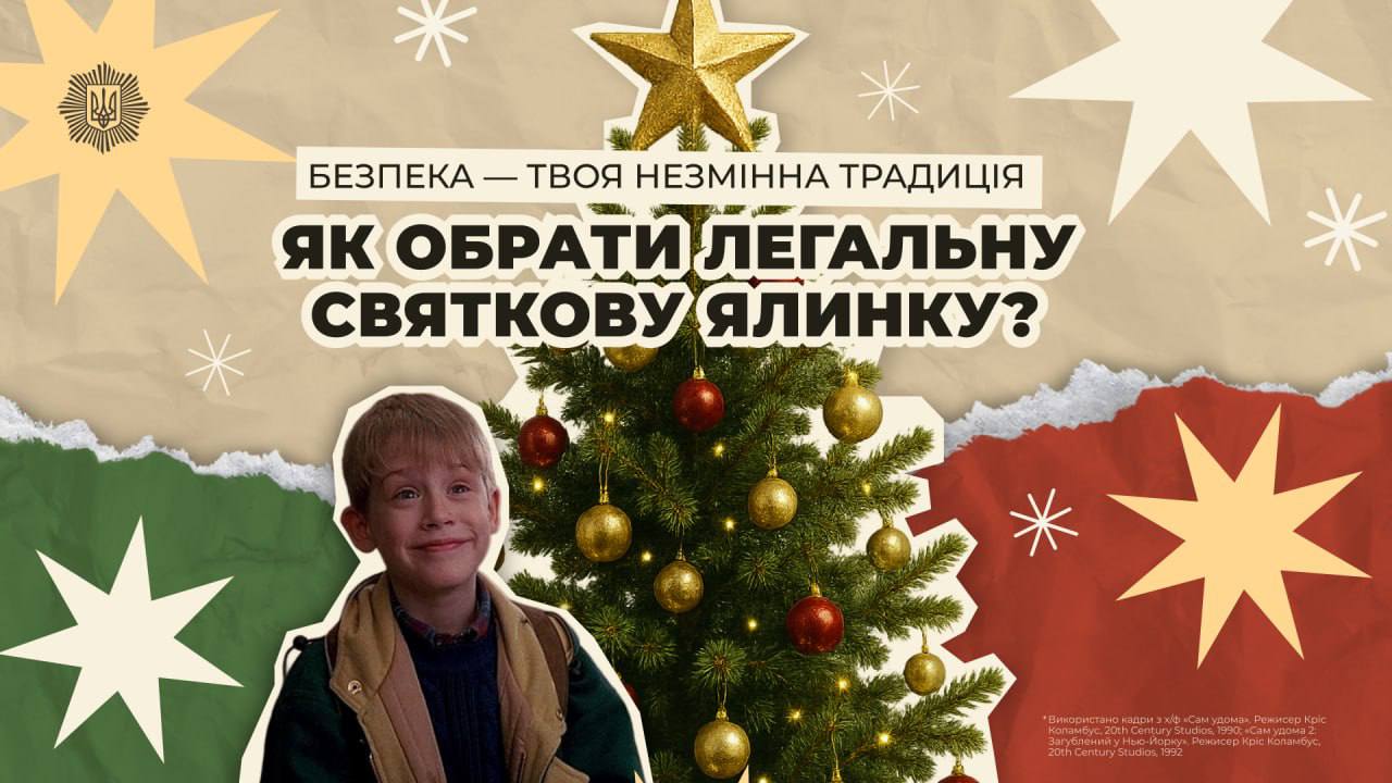 Легальне дерево – безпечні свята: як обрати святкову ялинку правильно