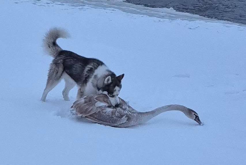 Хаскі в Тиврові напав на лебедя: птах ледь врятувався