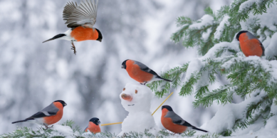 Вінницький район Онлайн