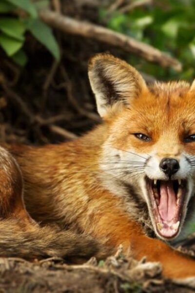 Вінницький район Онлайн