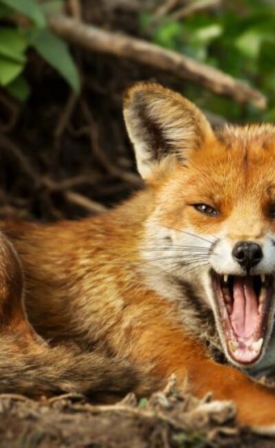 Вінницький район Онлайн