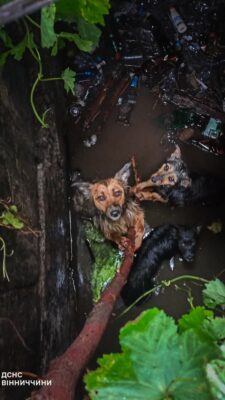 Вінницький район Онлайн